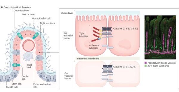 Barreiras intestinais